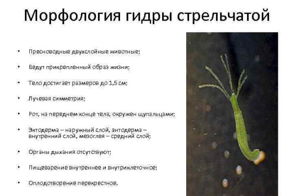 Кракен ссылка на тор